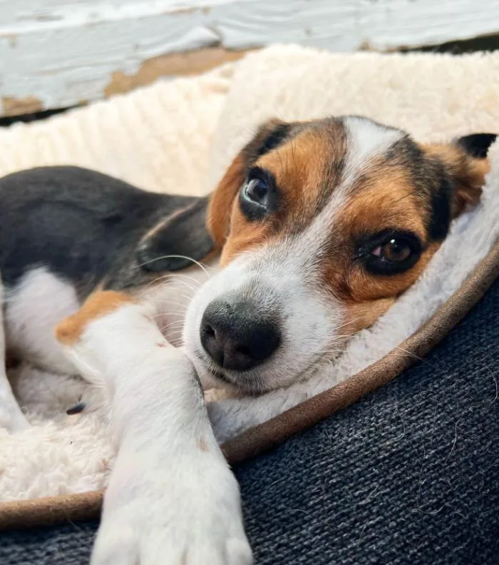 A baby small-sized female Black Beagle dog named Mocha for adoption in Foster, RI