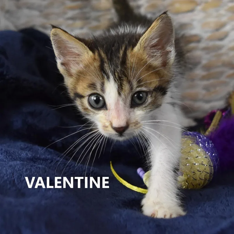 A baby small-sized male White Domestic Short Hair cat named Valentine for adoption in Yuma, AZ