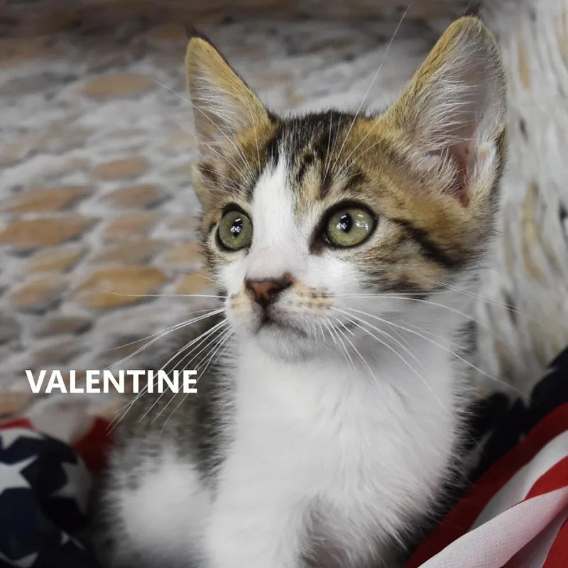 Valentine thumbnail 2