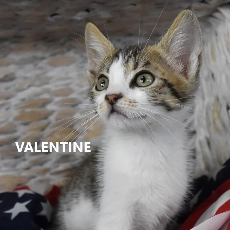 Valentine thumbnail 3