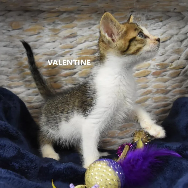 Valentine thumbnail 4