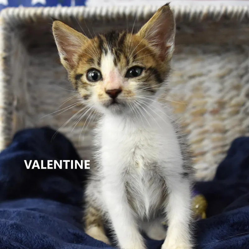 Valentine thumbnail 5