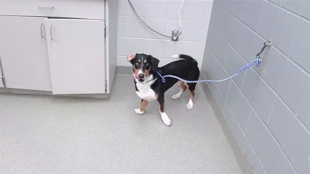 A young medium-sized male Basset Hound dog named Quincy for adoption in Omaha, NE