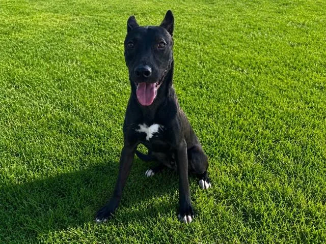 A young large-sized male German Shepherd Dog dog named Abner for adoption in Lancaster, CA