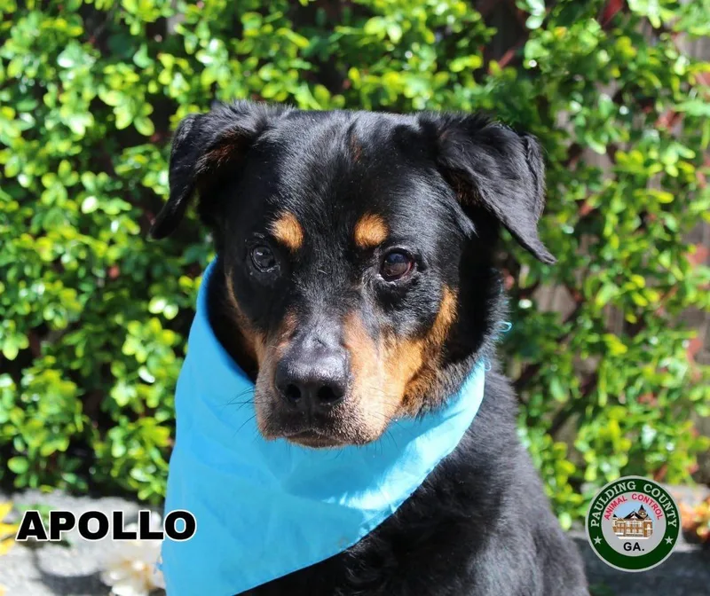 Apollo thumbnail 2
