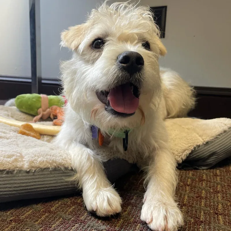 A young medium-sized female White / Cream Terrier dog named Sugar for adoption in San Francisco, CA