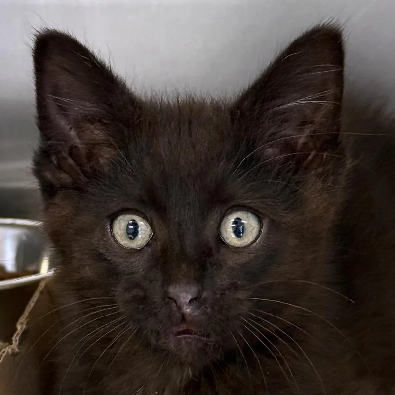 A baby small-sized male Black Domestic Short Hair cat named Bat Cat for adoption in Ottawa, KS