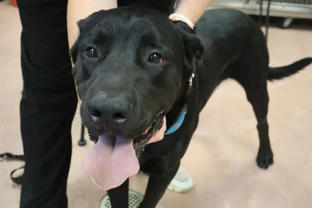 An adult extra large-sized male Mixed Breed dog named Midnight for adoption in Columbia, SC