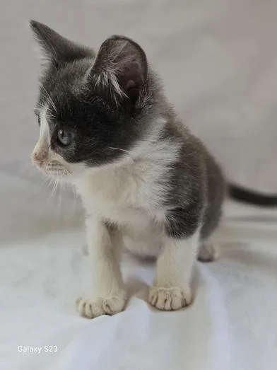 A baby medium-sized male Gray & White Domestic Short Hair cat named Gremlin for adoption in Liverpool, TX