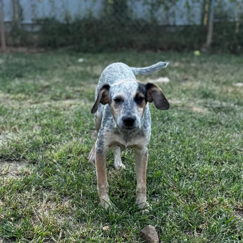 A young medium-sized male Black Mixed Breed dog named Usher for adoption in Brownsboro, AL