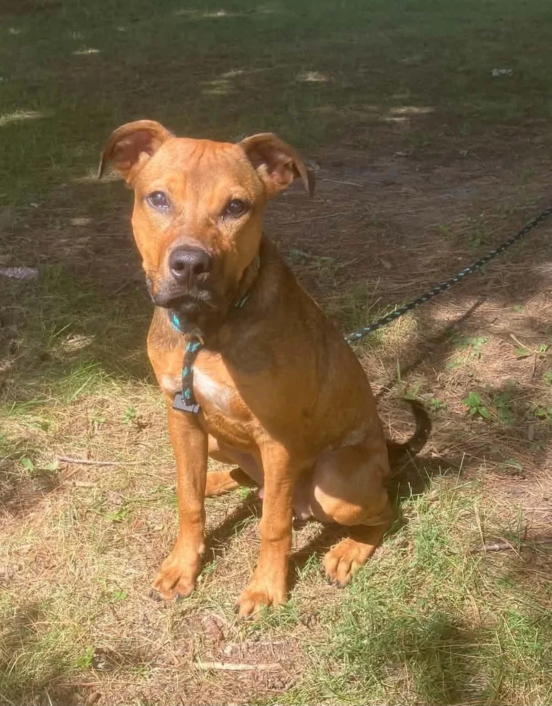 A young medium-sized male Labrador Retriever dog named Rolo for adoption in Springfield, IL