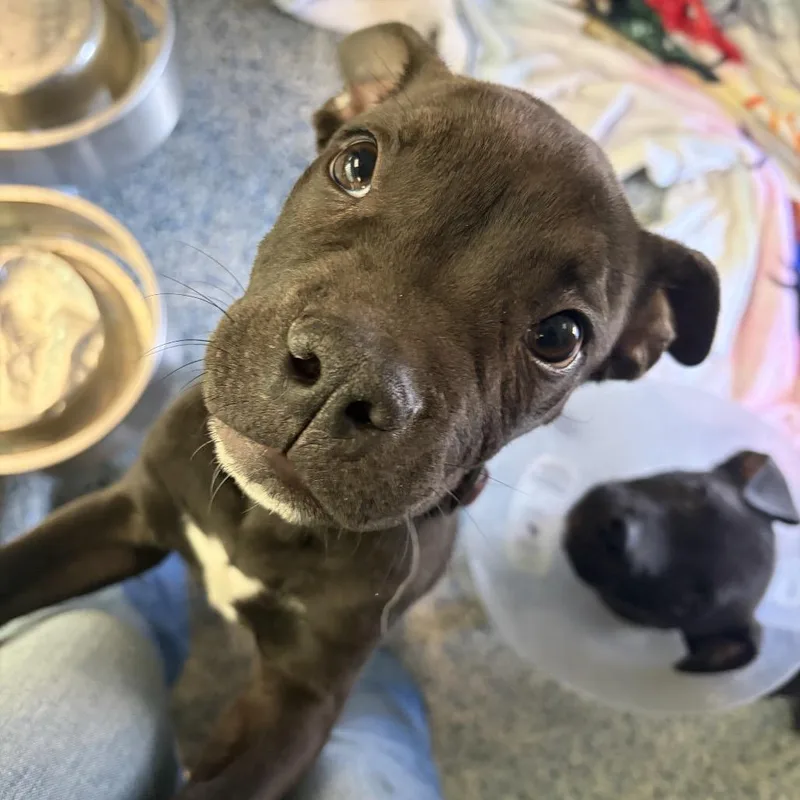 A baby small-sized male American Staffordshire Terrier dog named Mercy for adoption in Hawthorne, CA