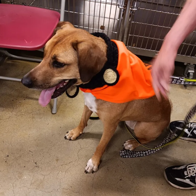 A young medium-sized female Hound dog named Allie for adoption in Woodbridge, NJ