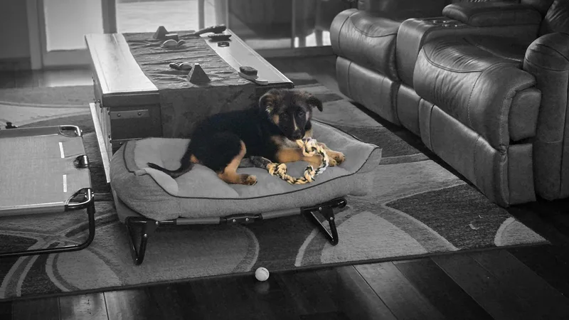 A baby large-sized female Black German Shepherd Dog dog named Iris for adoption in Glendale, AZ