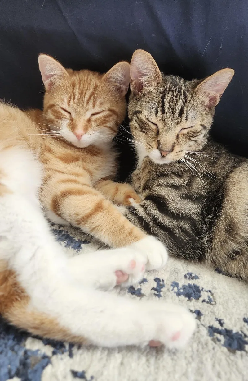 A baby medium-sized female Tabby (Orange / Red) Domestic Short Hair cat named Alvina & Simon for adoption in Beltsville, MD