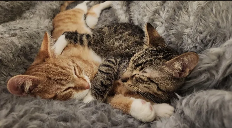 Alvina & Simon thumbnail 2