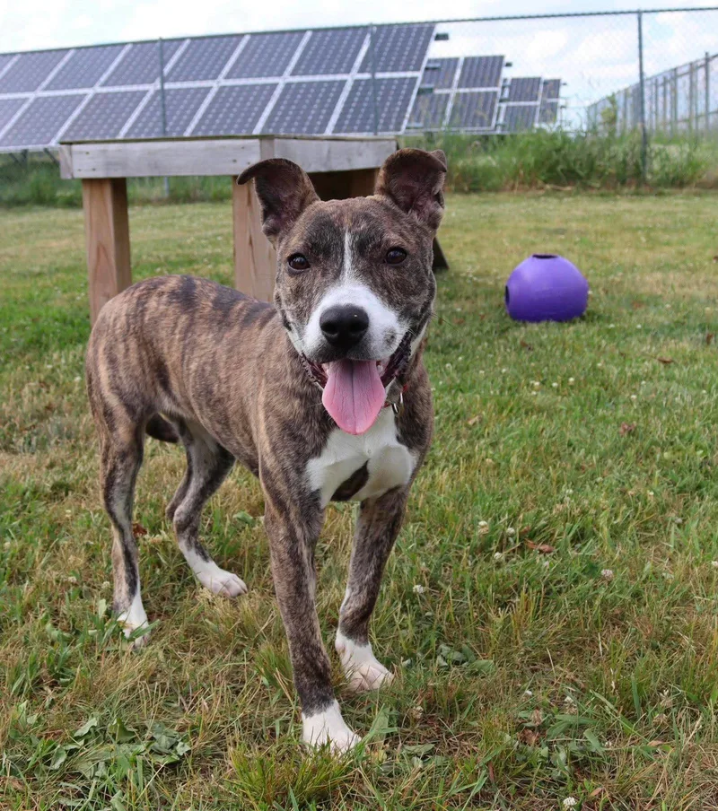 A young medium-sized female Pit Bull Terrier dog named Maura for adoption in Austin, MN