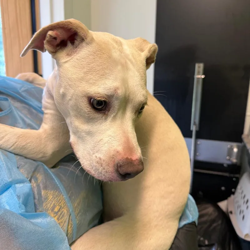 A young medium-sized female White / Cream Mixed Breed dog named Agua Fresca for adoption in Austin, TX