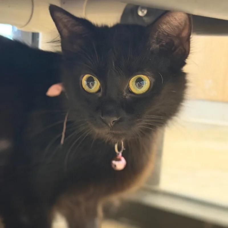 A young medium-sized female Black Domestic Medium Hair cat named Lola for adoption in Marshall, TX