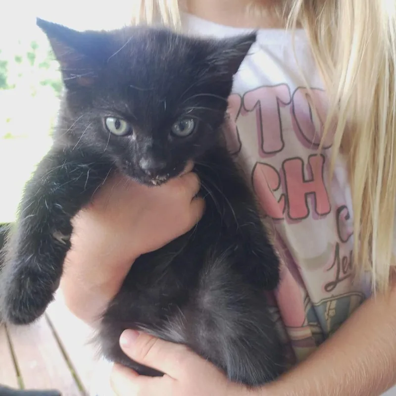 A baby small-sized female Black Domestic Short Hair cat named Hazel for adoption in Wadena, MN