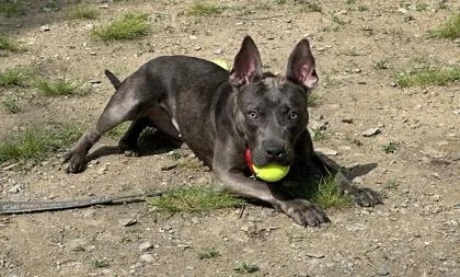 An adult small-sized female Mixed Breed dog named Starbright for adoption in West Chester, PA