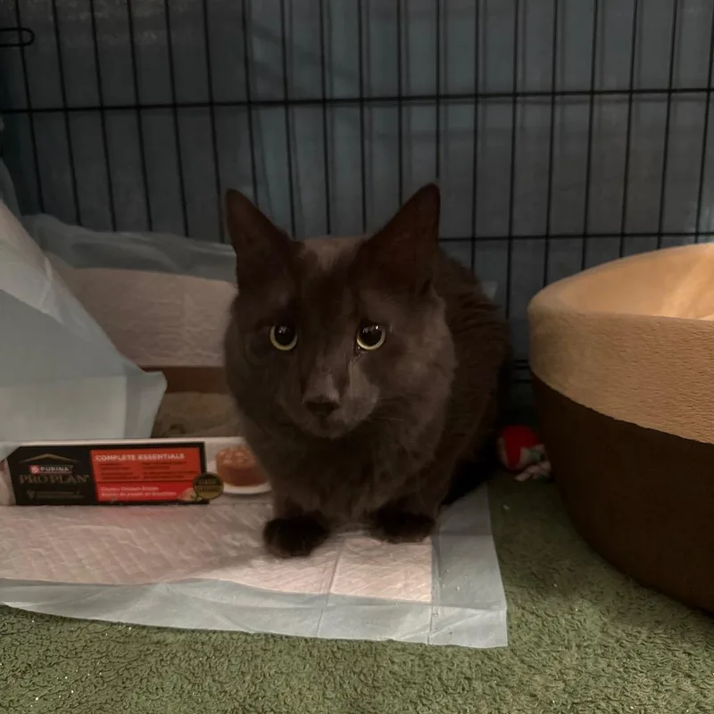 An adult small-sized male Gray / Blue / Silver Domestic Long Hair cat named Kiru for adoption in Oakton, VA