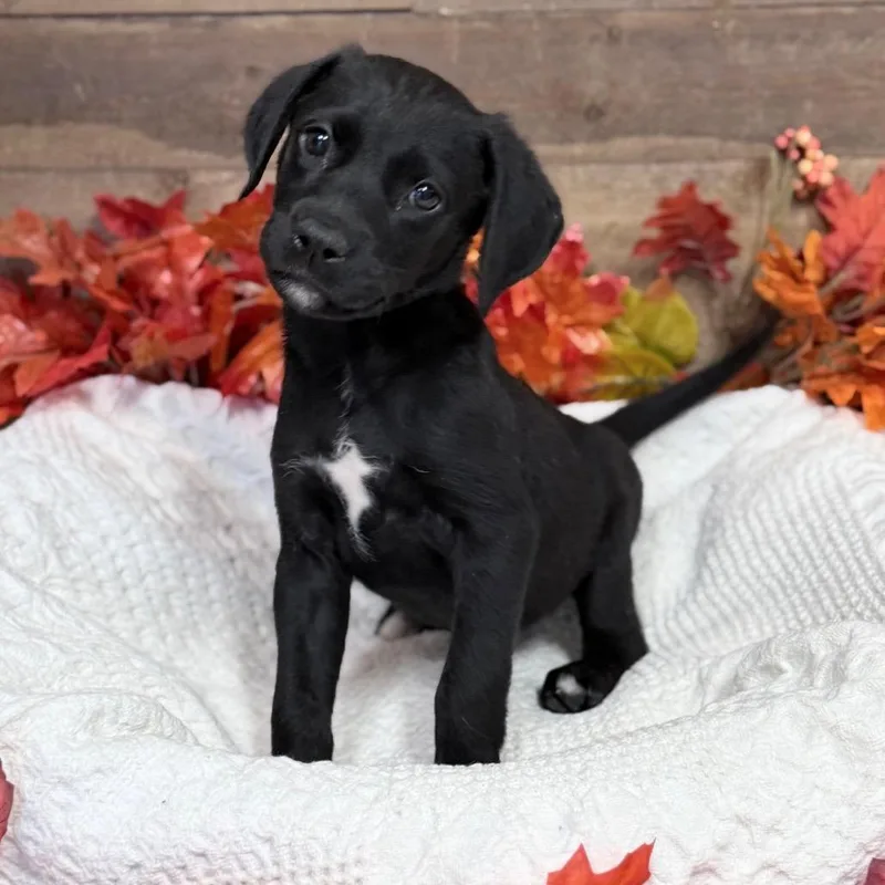 A baby medium-sized female Mixed Breed dog named Zuri for adoption in Medford, OR