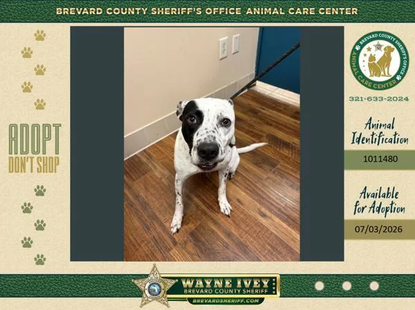 An adult medium-sized male Mixed Breed dog named Domino for adoption in Melbourne, FL