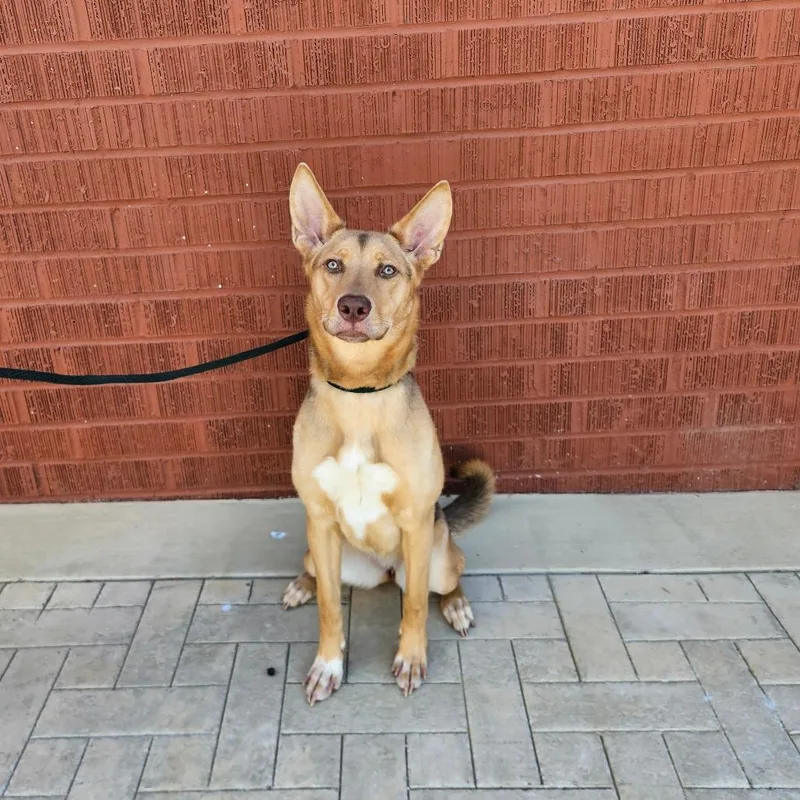 An adult medium-sized female German Shepherd Dog dog named Barbara for adoption in Los Angeles, CA