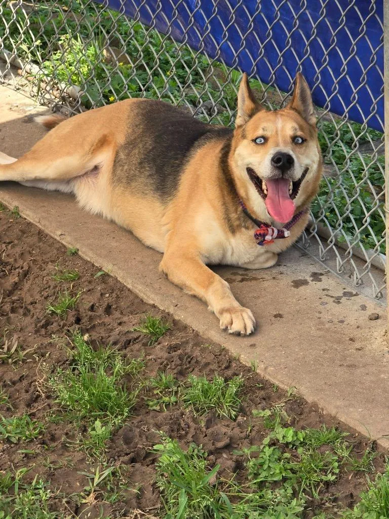 A young medium-sized male German Shepherd Dog dog named Stormy for adoption in Humble, TX