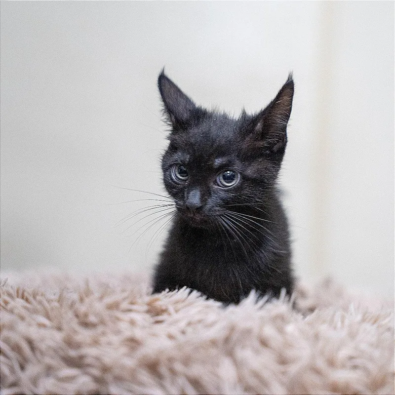 A baby small-sized female Black Domestic Short Hair cat named Anita for adoption in Gainesville, GA