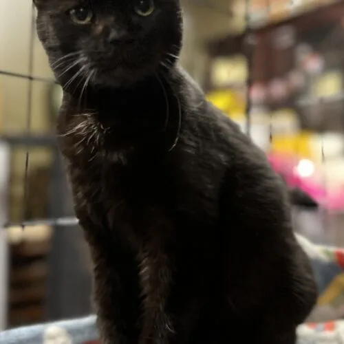 A senior medium-sized female Black Domestic Short Hair cat named Layla Lee for adoption in Tipp City, OH