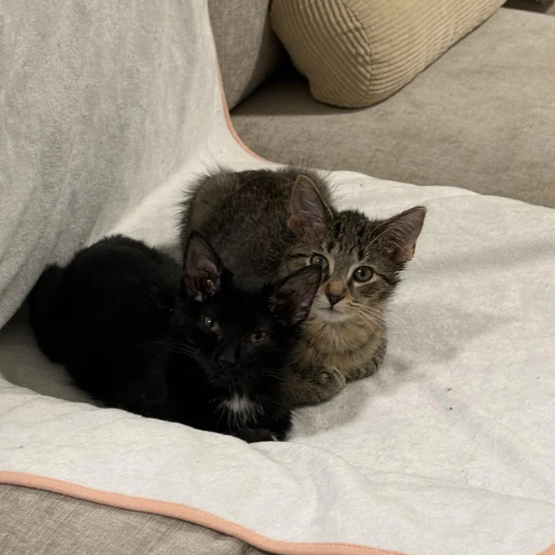 A baby small-sized female Black Domestic Short Hair cat named Jane for adoption in Evanston, IL