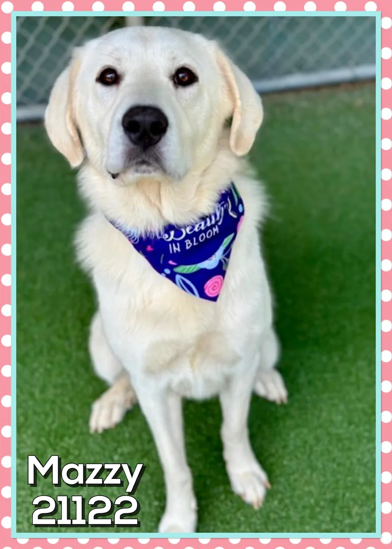An adult large-sized female White / Cream Great Pyrenees dog named Mazzy for adoption in Marietta, GA