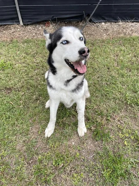 An adult large-sized male Siberian Husky dog named Thor for adoption in Miami, FL
