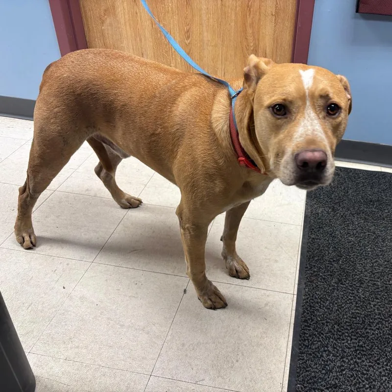 An adult large-sized male Yellow / Tan / Blond / Fawn Pit Bull Terrier dog named Pete for adoption in St Joseph, MO
