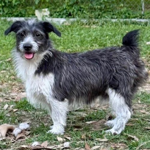 A young small-sized male Bicolor Shih poo dog named Jasper for adoption in Jackson, LA