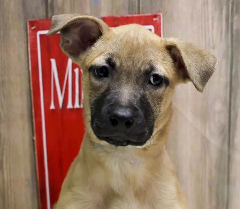 A baby medium-sized female Yellow / Tan / Blond / Fawn Mixed Breed dog named Willow for adoption in Casa Grande, AZ