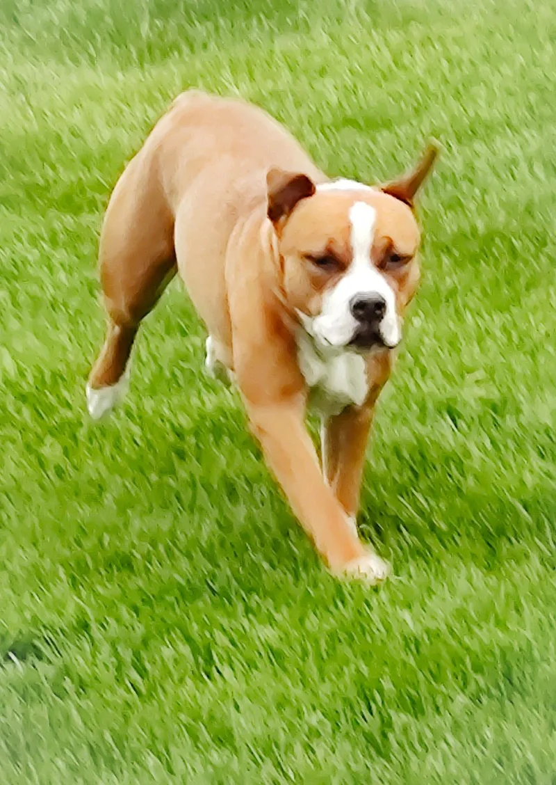 A young medium-sized female Red / Chestnut / Orange Boxer dog named Fergiefaye for adoption in Westmont, IL
