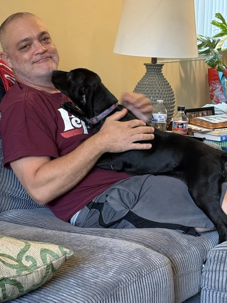 A baby medium-sized male Labrador Retriever dog named Jax for adoption in Plymouth, MI
