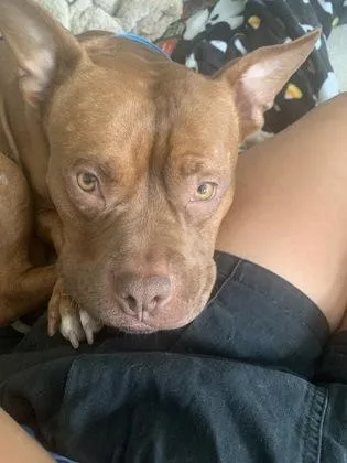 An adult medium-sized male Mixed Breed dog named Lil Demetri for adoption in West Chester, PA