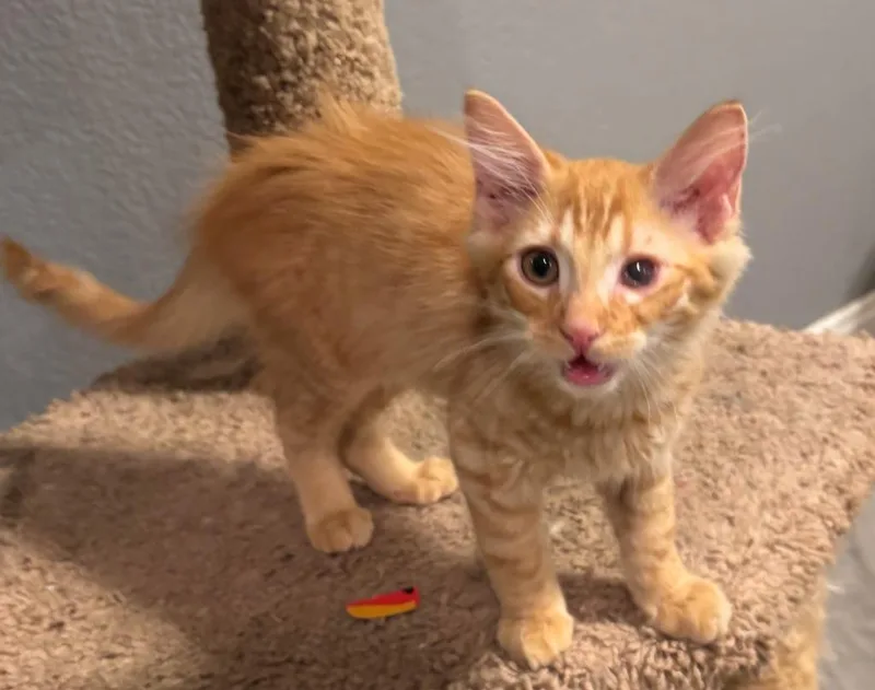 A baby large-sized male Domestic Medium Hair cat named Lyle for adoption in San Jacinto, CA