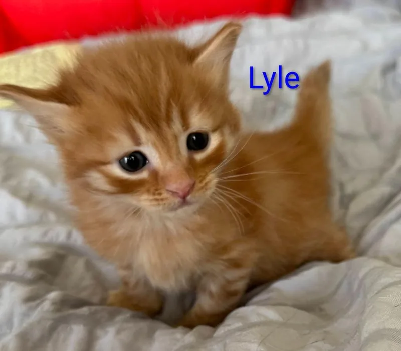 Lyle thumbnail 2