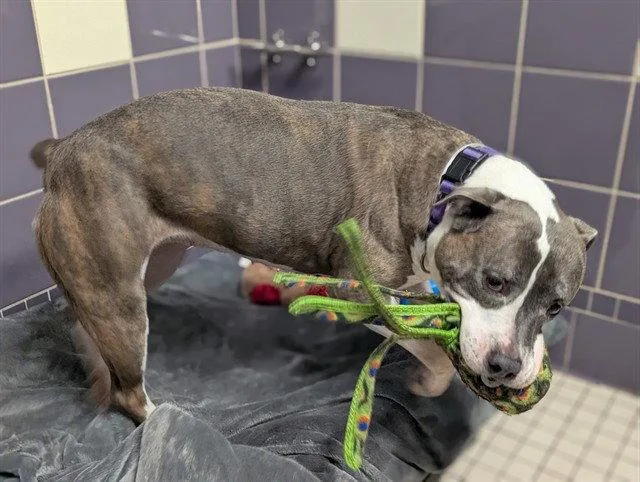 An adult large-sized female Pit Bull Terrier dog named Leela for adoption in Fort Collins, CO
