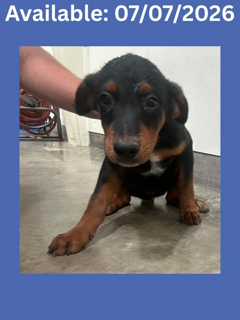 A baby small-sized male Terrier dog named Dog Kennel for adoption in Greenville, TX