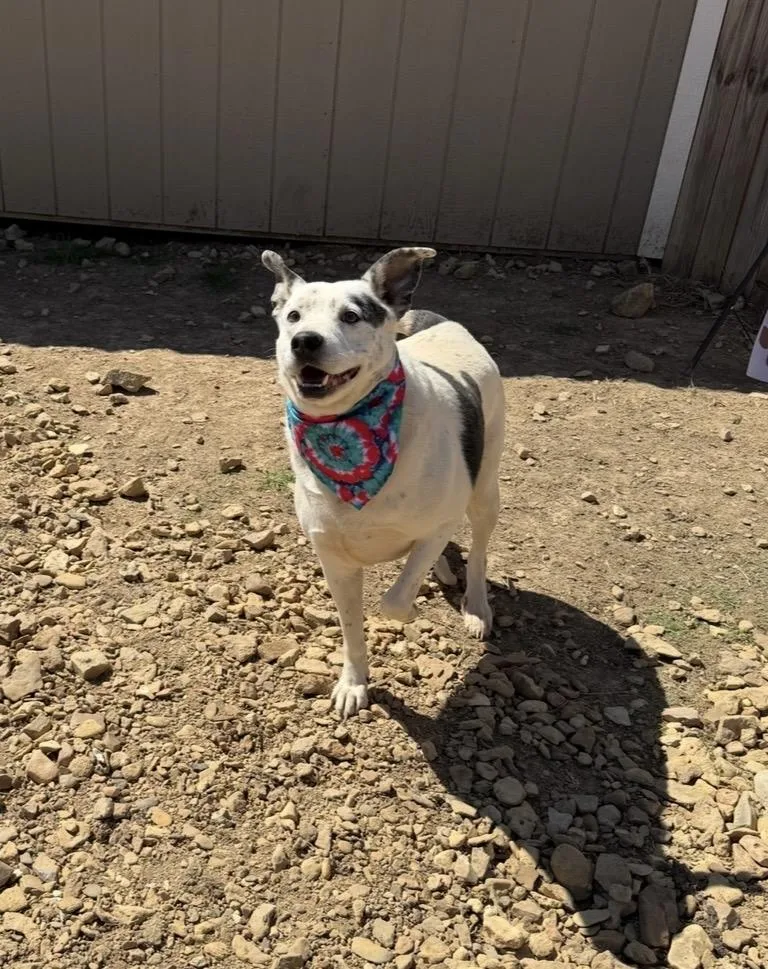 An adult medium-sized male White / Cream Australian Cattle Dog / Blue Heeler dog named Blue for adoption in Scottsville, KY