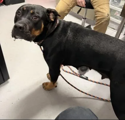An adult medium-sized female Rottweiler dog named Attila for adoption in West Chester, PA