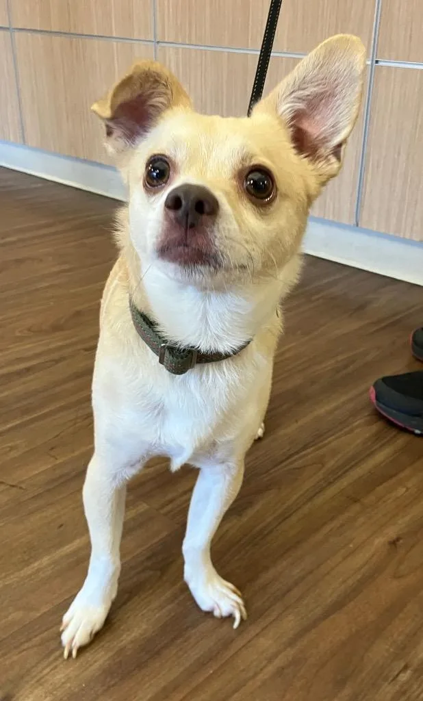 An adult medium-sized male Chihuahua dog named Mel for adoption in Christiansburg, VA