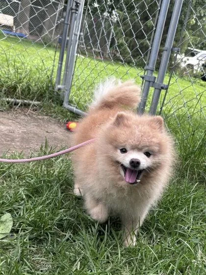 A senior small-sized male Pomeranian dog named Fluffy for adoption in Hobart, IN