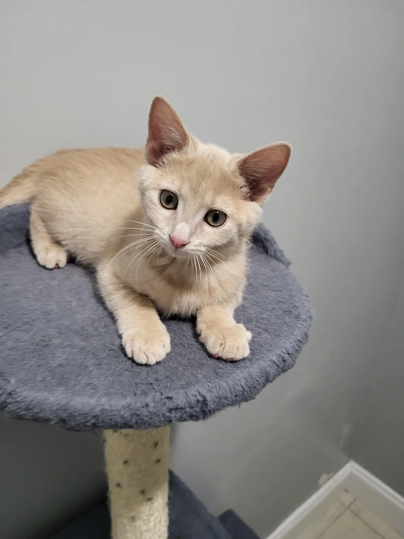 A baby small-sized female Domestic Short Hair cat named Wen Stevens for adoption in Somerset, KY